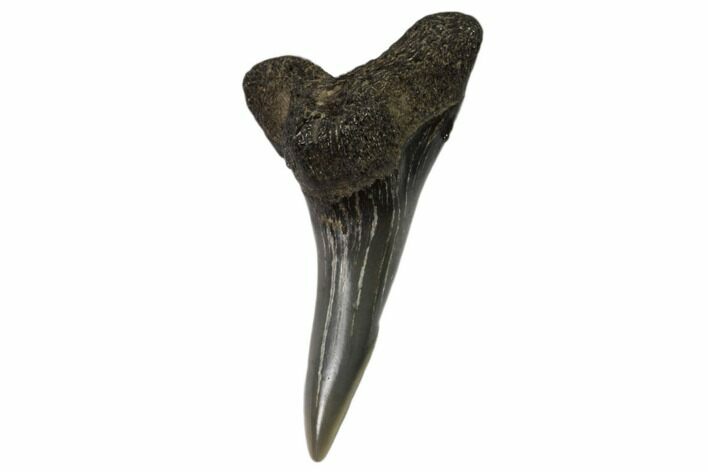 Lower Shark Tooth Fossil (Hemipristis) - Virginia #102214